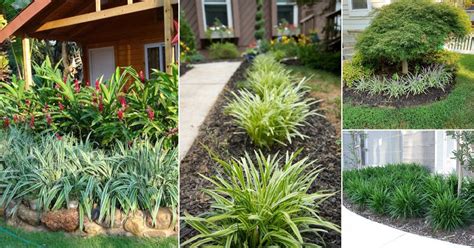 22 Amazing Flax Lily Landscaping Ideas | Balcony Garden Web