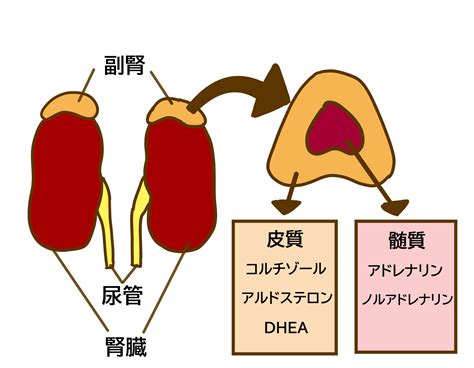 最近話題の「副腎疲労」！？ 蒼野健造オフィシャルサイト Bluezone