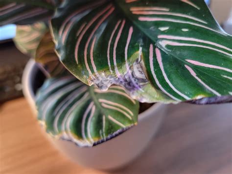 23+ How To Propagate Calathea