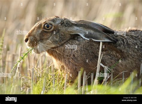 Hare Side Profile Hi Res Stock Photography And Images Alamy