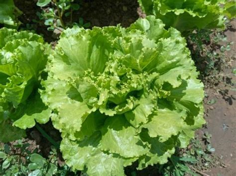 A Real Success Story The Launch Of Our New Research Variety BLONDE DE PARIS TYPE KEFA Espace