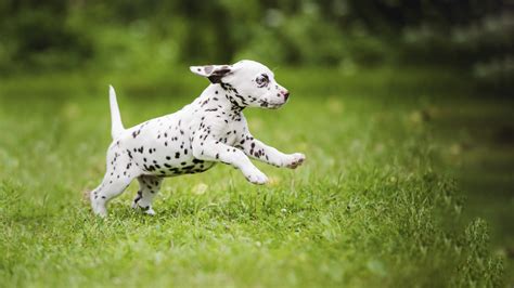 How Far Can Puppies Walk Flash Sales | www.simpleplanning.net