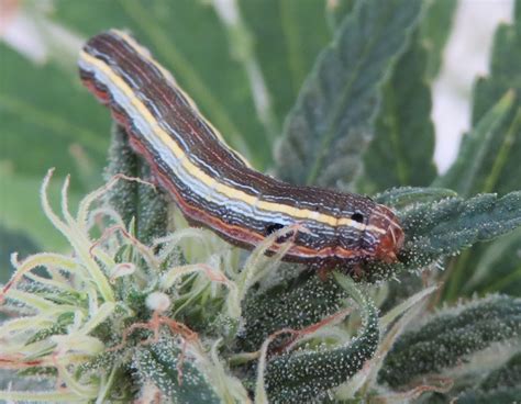 Corn Earworm And Yellow Striped Armyworm Have Started Their Feast On Hemp Kentucky Pest News