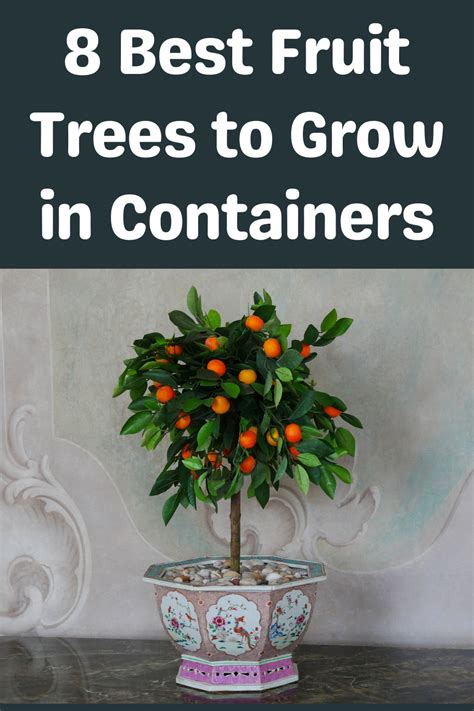 Best Fruit Trees To Grow In Containers Best Fruits Fruit Trees