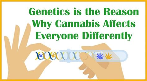 Why Does Cannabis Affect People Differently