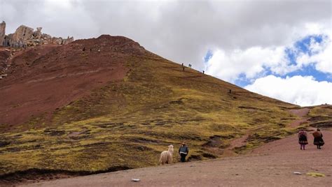 Llamas En Las Monta As Del Arco Iris De Palccoyo En Cusco Per