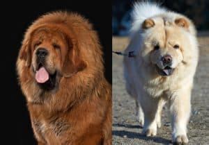 Top 15 Tibetan Mastiff Mix Breeds