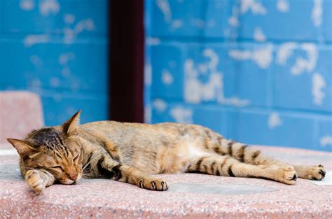Domestic female cat sleeping and relaxing on marble table 8118075 Stock