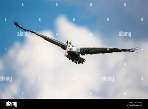 Pelikan Strand Hi Res Stock Photography And Images Alamy