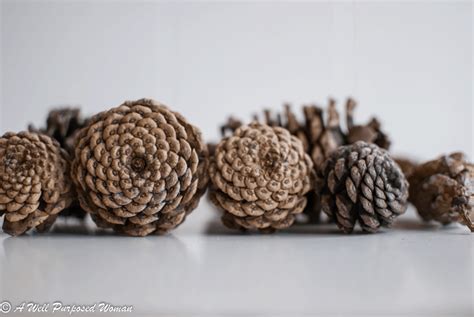 How To Prepare Pine Cones For Crafts One Step To Never Skip A Well