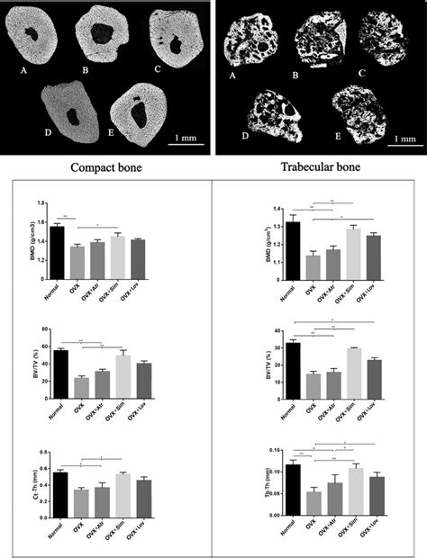 Micro Ct Analysis Of Different Experimental Groups Days After