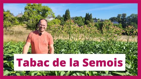 La Culture Du Tabac De La Semois Un Savoir Faire Traditionnel La