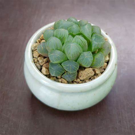 Haworthia Cooperi Truncata Plants