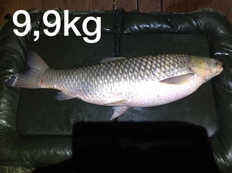 Amúr 9-9kg – Tatabányai „Jószerencsét” KT HE