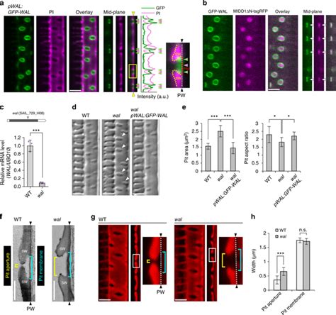 A Rho Actin Signaling Pathway Shapes Cell Wall Boundaries In