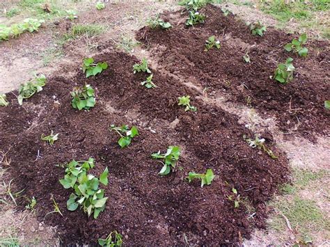 Growing Sweet Potatoes In Missouri Longfellows Garden Center