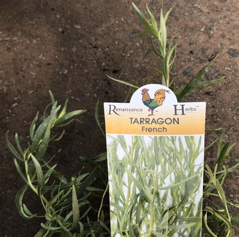 French Tarragon Plants Australia at Lilian Dixson blog