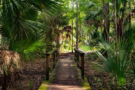 OCALA NATIONAL FOREST: An (Epic) Guide to Florida's Hidden Gem