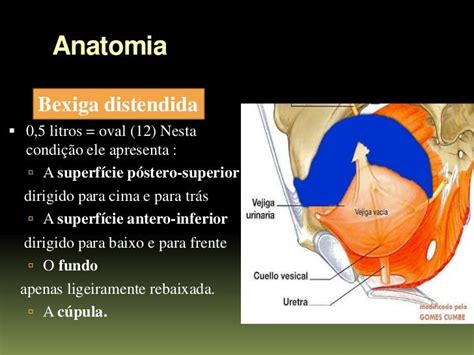 O Colo Da Bexiga É A Região Onde - Anatomia e fisiologia da bexiga
