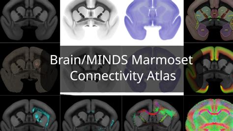 Brain Minds Marmoset Connectivity Atlas Brain Minds