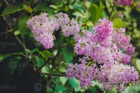 Lilac Spring Flowers 12599603 Stock Photo at Vecteezy