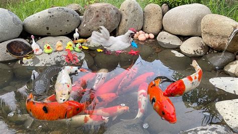 Menangkap Ikan Hias Ikan Cupang Ikan Koi Kura Kura Kepiting Dan