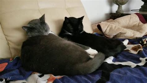 2 Very Cute Pussy Cats YouTube