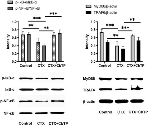 Frontiers Targeting The Tlr Receptor With A Novel Thymopentin