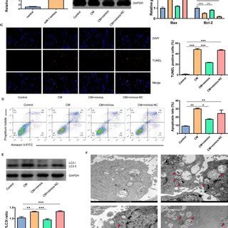 The Overexpression Of MiR 1 3p Inhibited The CM Induced Apoptosis And