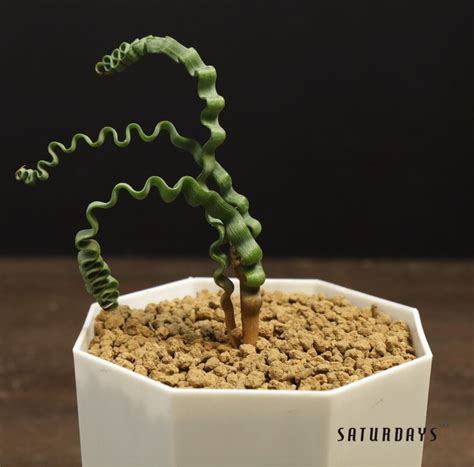 Trachyandra Tortilis Seedling — Saturdays Succulents