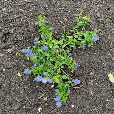 Ceanothus thyrsiflorus var. repens syn. Ceanothus repens, Creeping Blue ...