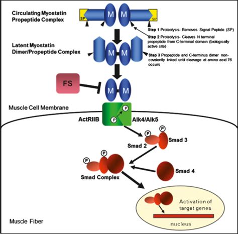 The Myostatin Pathway And Myostatin Binding Proteins M Open I