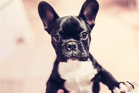 Free Images : puppy, animal, pet, small, black, vertebrate, funny ...