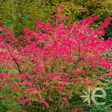 Euonymus Europaeus Ctr 3l