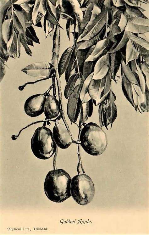 Golden Apple From Trinidad