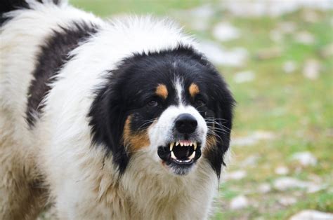 how to dog aggressive easily 10