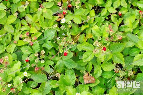 Strawberry Fields Forever background, Stock Photo, Picture And Royalty ...