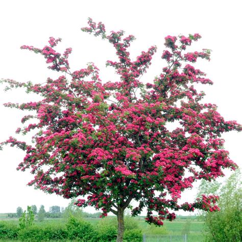 Red Hawthorn Tree Crataegus Laevigata Pauls Scarlet Roots Plants