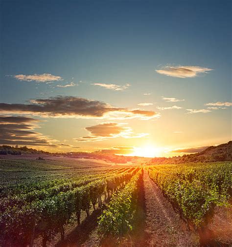 sun  vine yard stock  pictures royalty  images