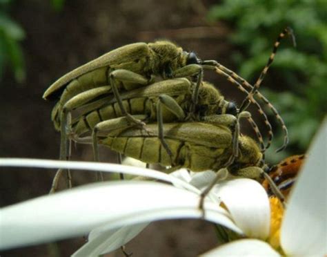 Wild Group Sex 29 Pics