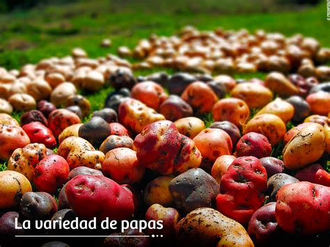 La Variedad De Papas Growing Potatoes Peruvian Potatoes National