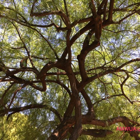 5 Trees To Shade Your Desert Amwua