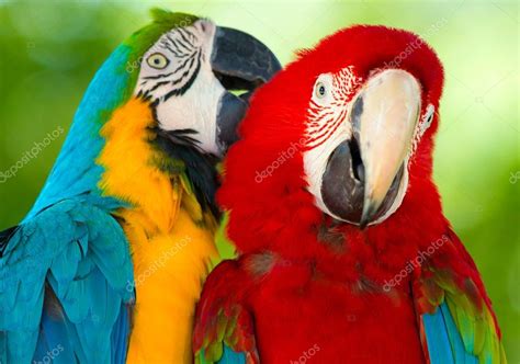 Colorful Macaws parrots — Stock Photo © Pakhnyushchyy #66751465