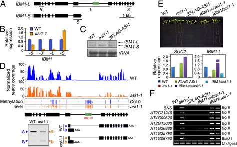 PDF RNA Binding Protein Regulates Plant DNA Methylation By