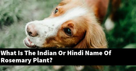 What Is The Indian Or Hindi Name Of Rosemary Plant Outdoor Herb Garden
