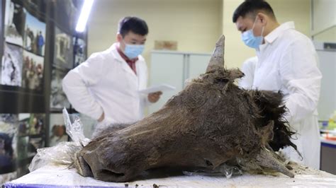 Scientists Want To Clone An Extinct Bison Unearthed From Siberian