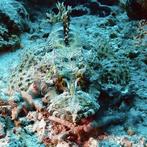 raja ampat creature feature crocodile fish