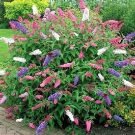 Buddleja Arco íris Borboleta compre barato em Plantazon pt