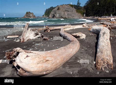 Sea Stacks And Driftwood On Rialto Beach Near La Push Washington Usa