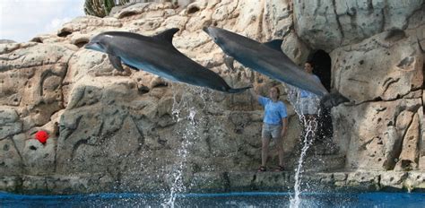 Dolphins show - Texas State Aquarium